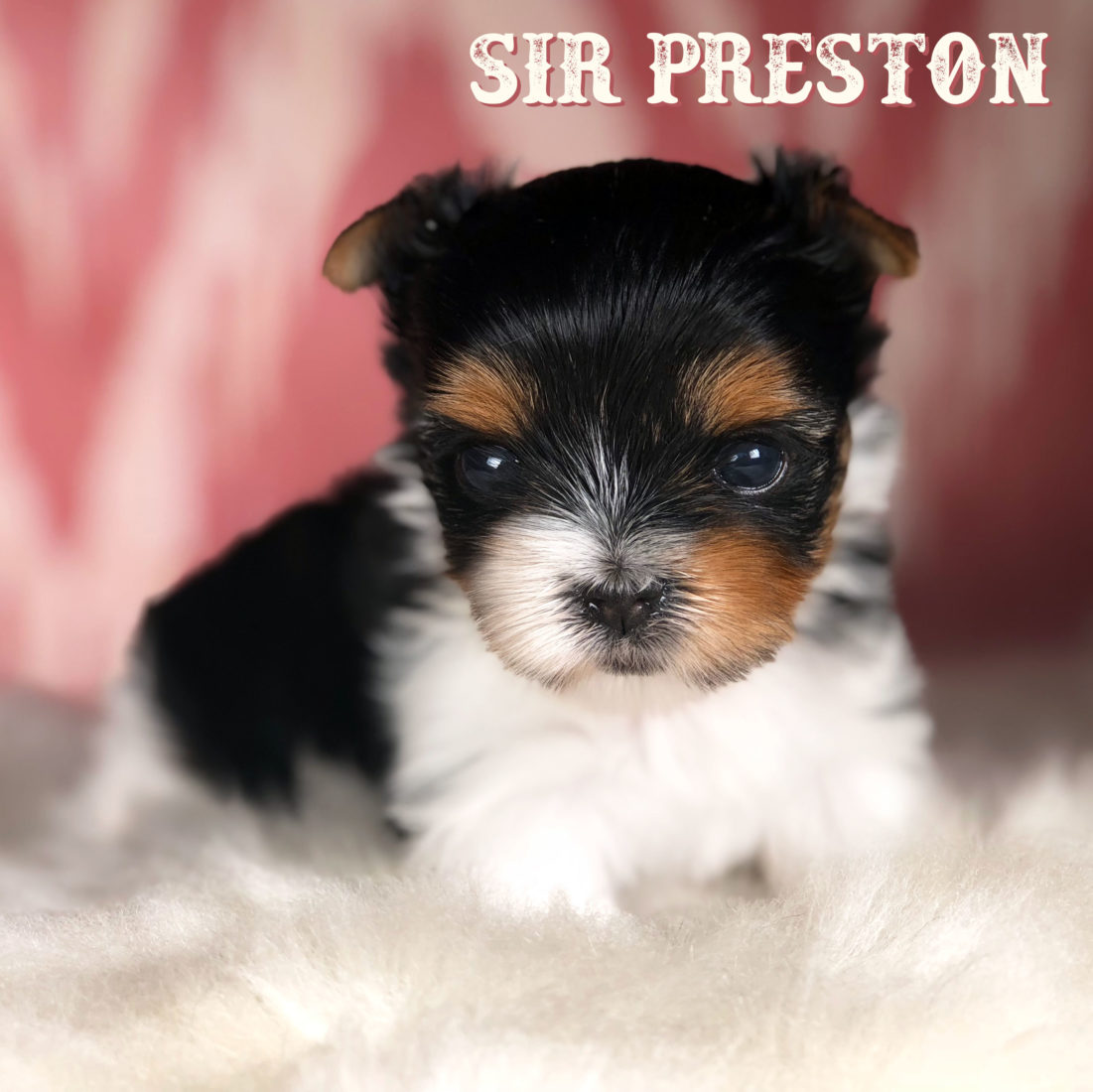 Rocky Mountain Biewer Terrier Puppy Sir Preston