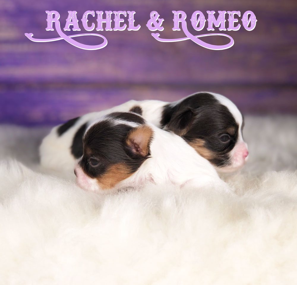 Rocky Mountain's Miss Rachel Biewer Terrier Puppy