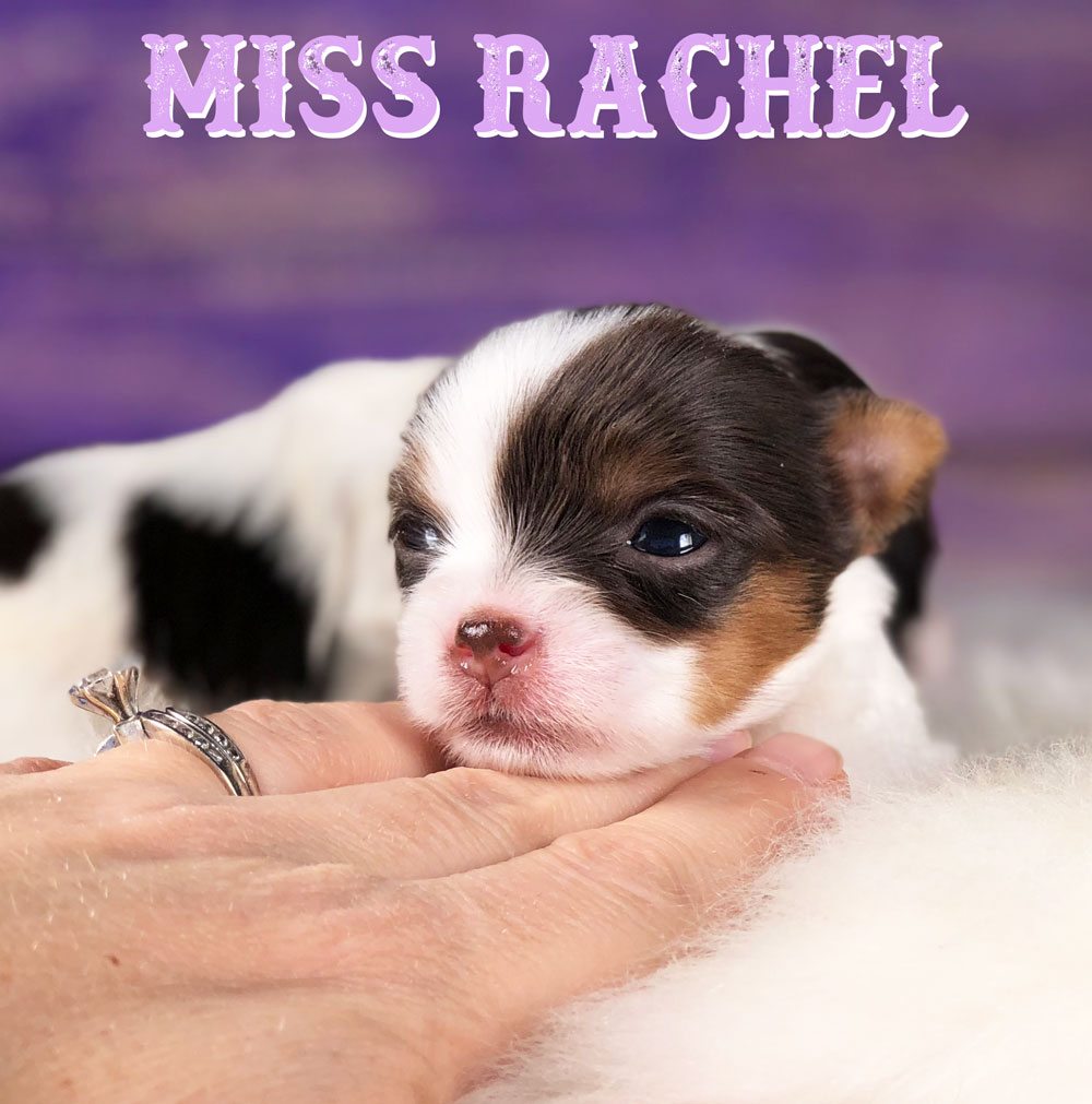 Rocky Mountain's Miss Rachel Biewer Terrier Puppy