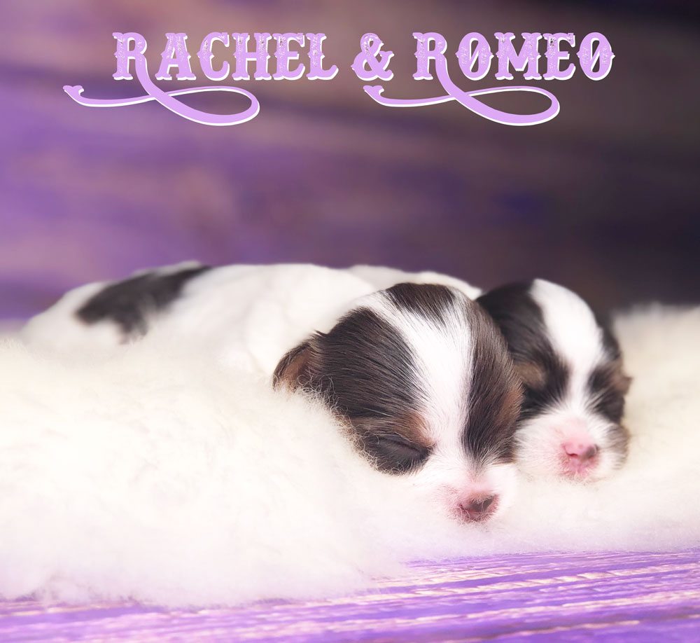 Rocky Mountain's Miss Rachel Biewer Terrier Puppy