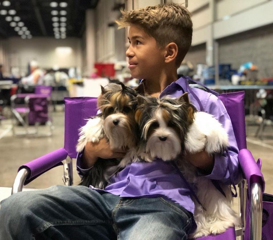 Rocky Mountain Biewer Puppies at the AKC Championship 2017 Orlando