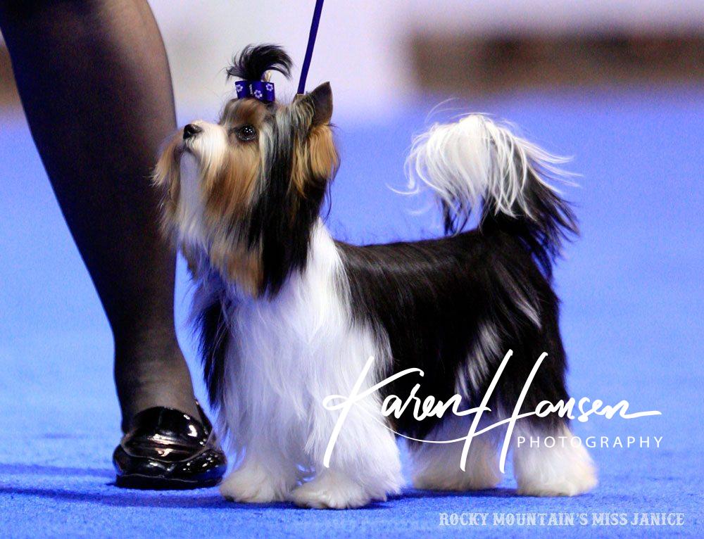 Rocky Mountain's Miss Janice in Show