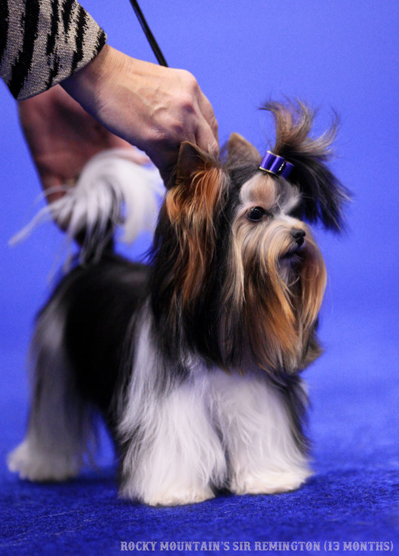 Rocky Mountain's Sir Remington Multi Best in Show