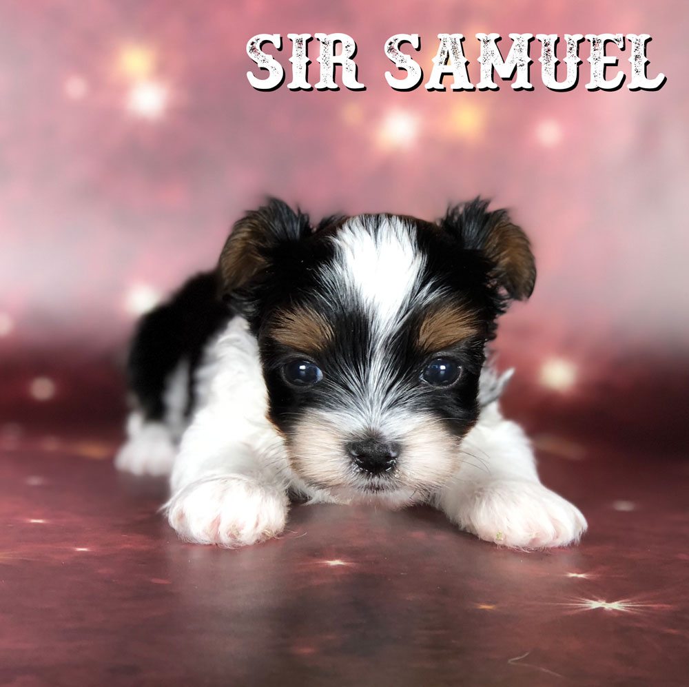 Biewer Terrier Puppy Sir Samuel