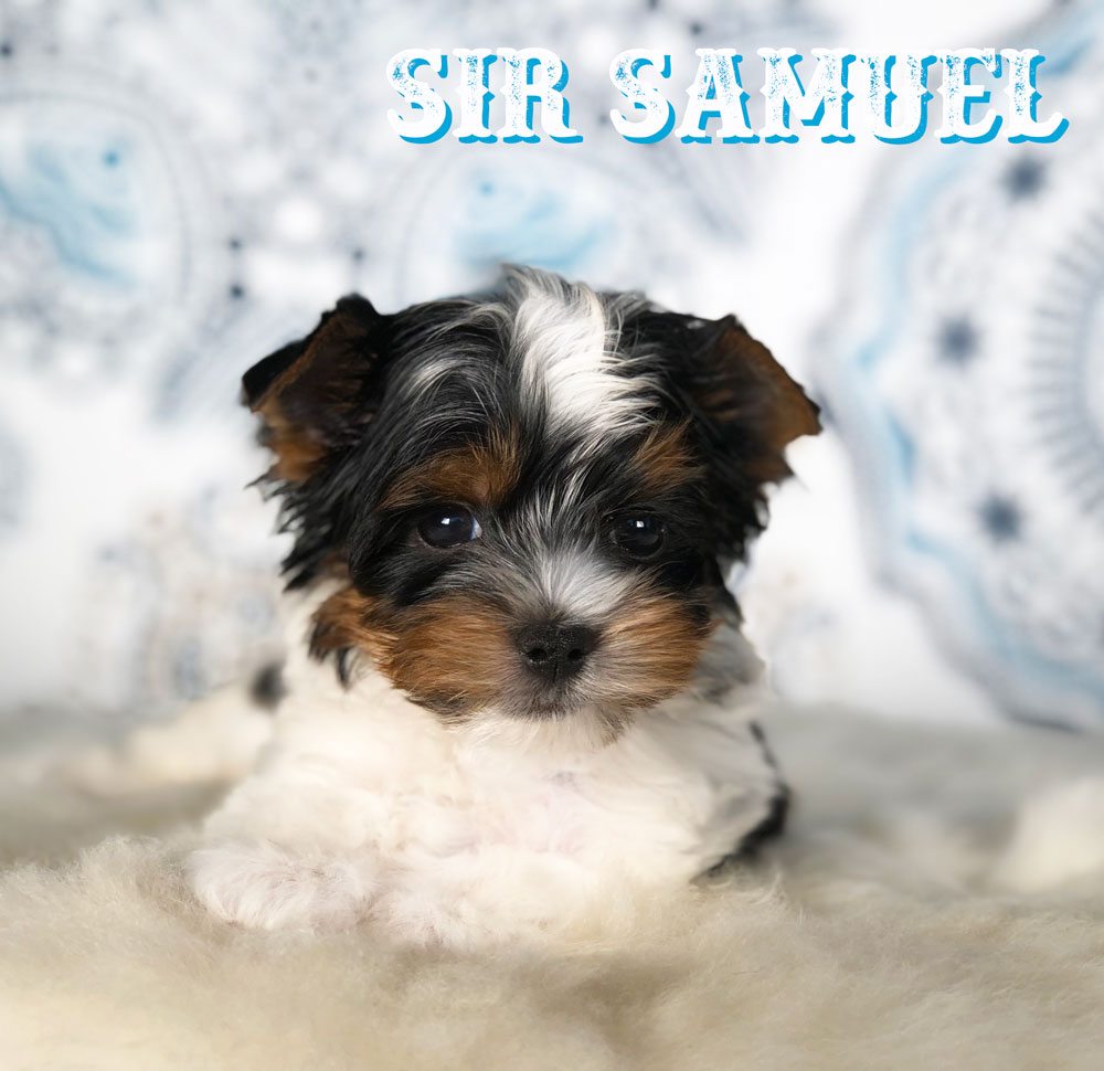 Rock Mountain Biewer Terrier Show Puppy Sir Samuel