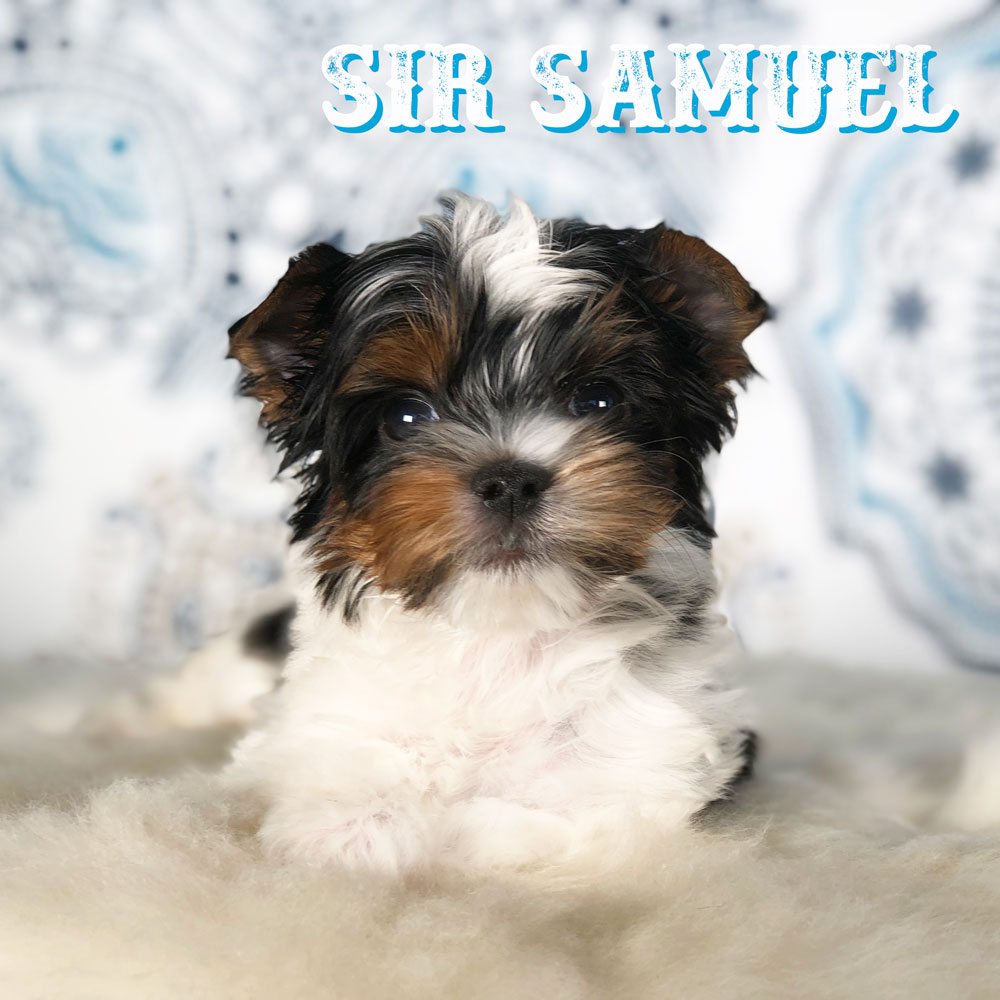 Rock Mountain Biewer Terrier Show Puppy Sir Samuel