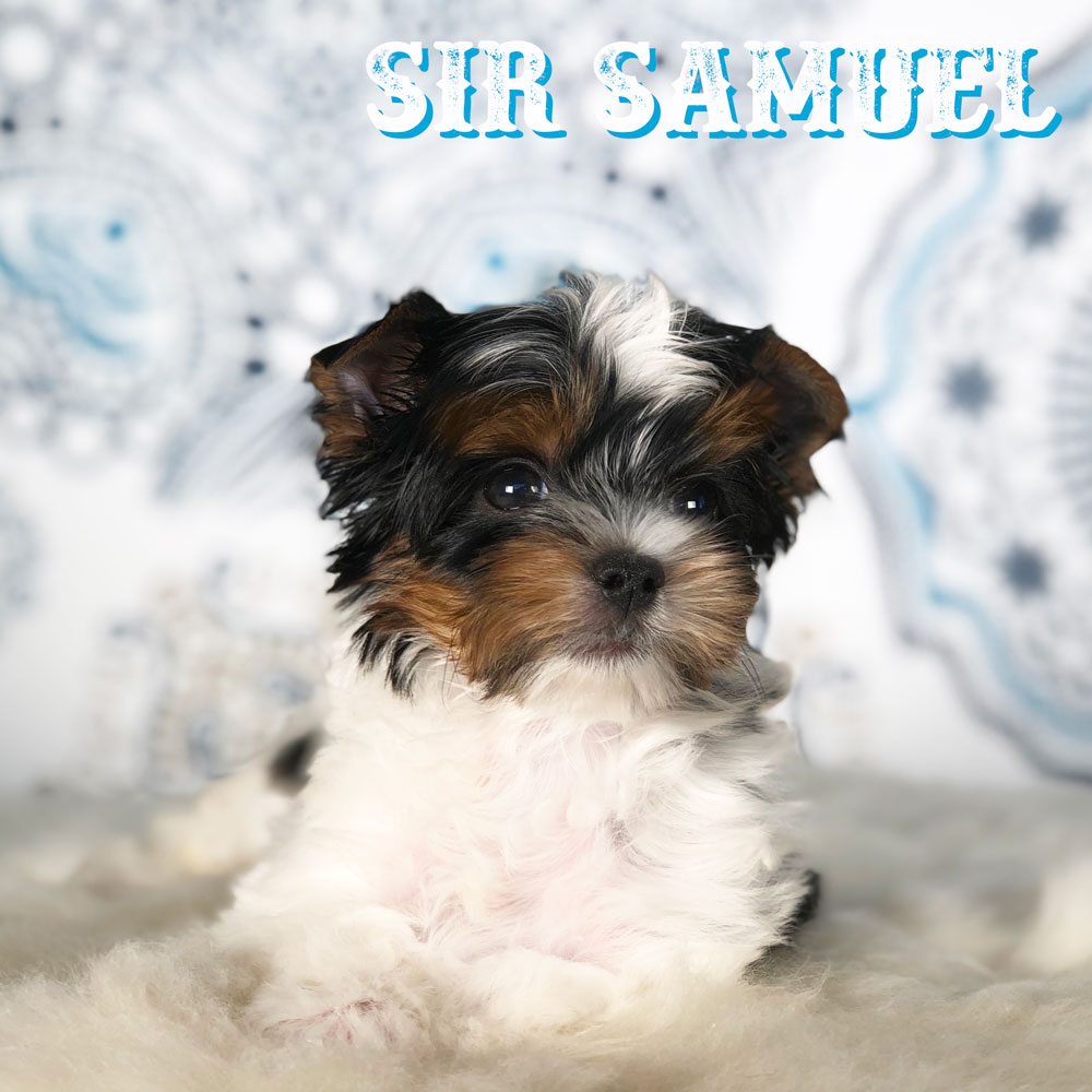 Rock Mountain Biewer Terrier Show Puppy Sir Samuel