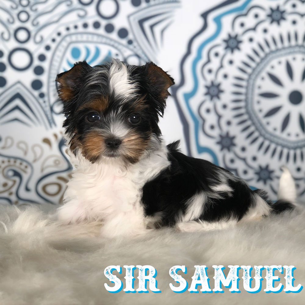 Rock Mountain Biewer Terrier Show Puppy Sir Samuel