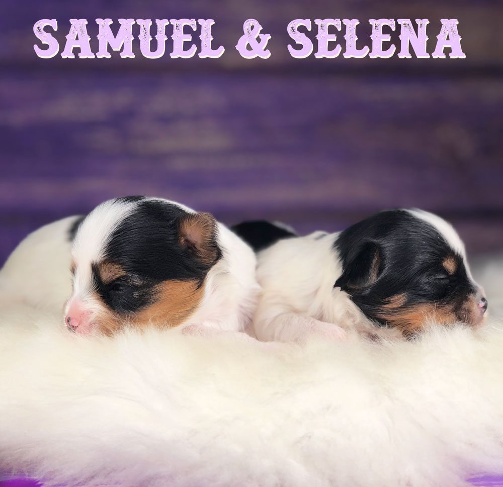 Biewer Terrier Puppy Miss Selena