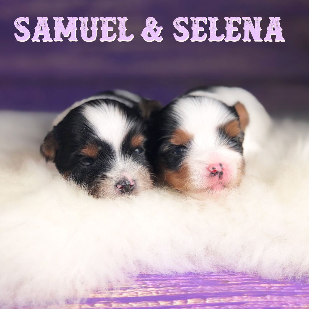 Biewer Terrier Puppy Sir Samuel