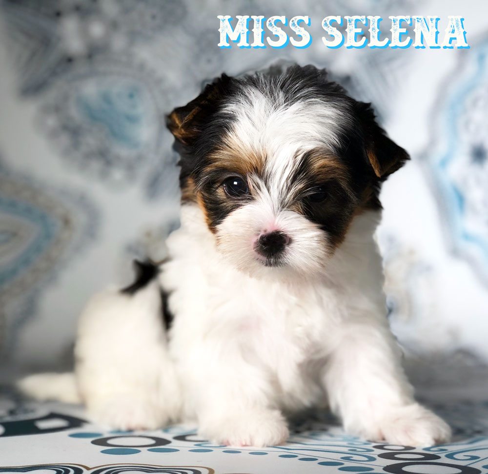 Miss Selena Biewer Terrier Puppy