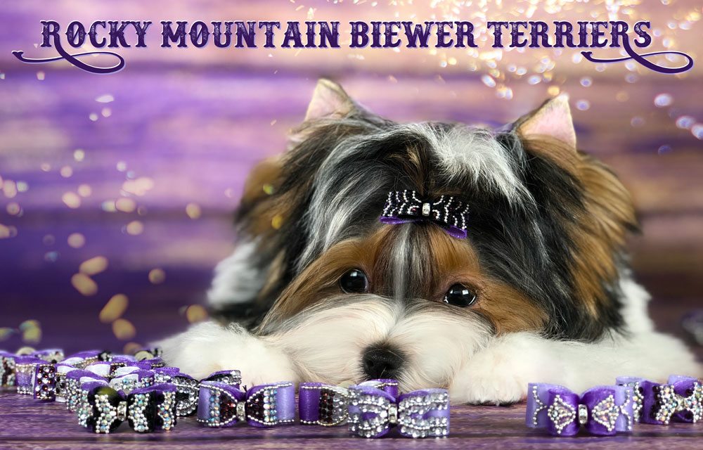 Show Dog Bows with Miss Faith