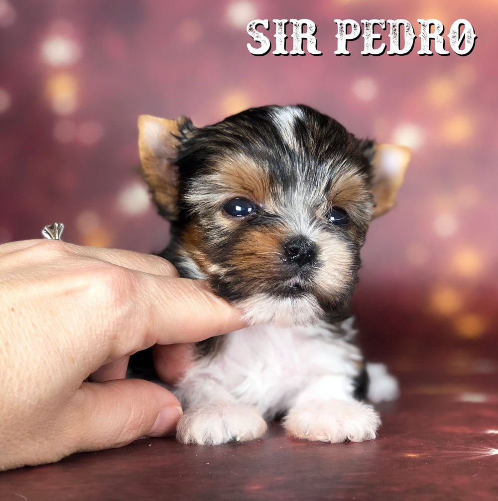 Mini Biewer Terrier Puppy Sir Pedro