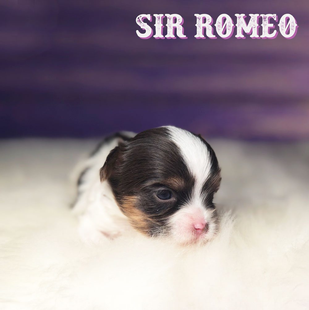 Sir Romeo Chocolate Biewer Terrier Boy Puppy