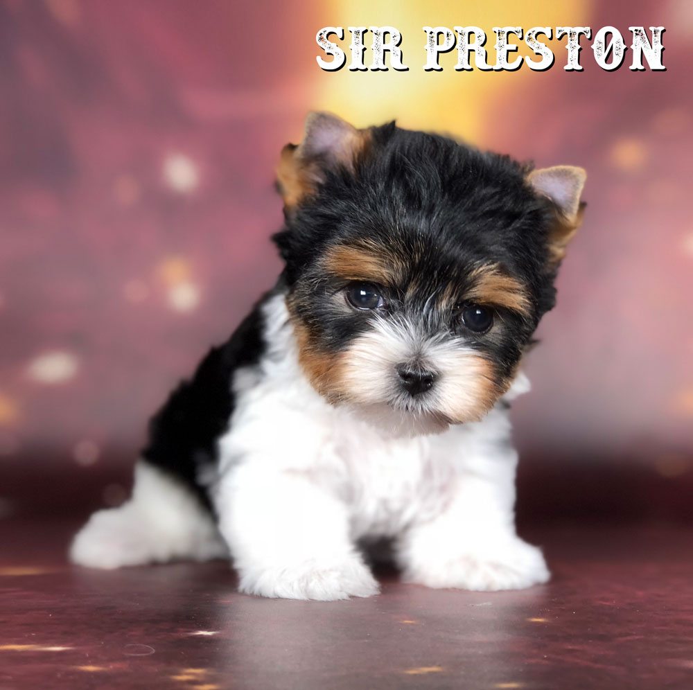 Rocky Mountain's Sir Preston - Biewer Puppy