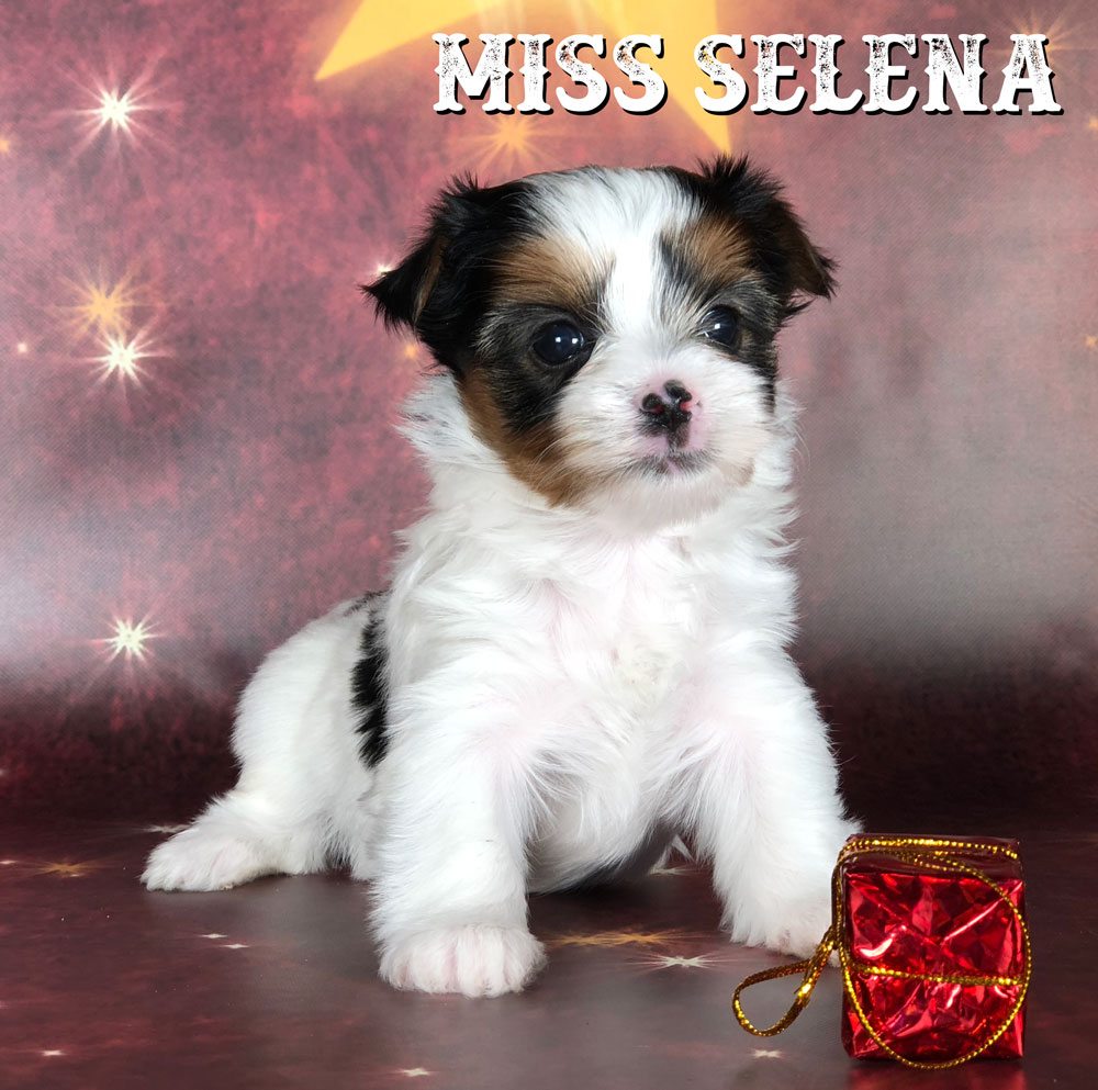 Miss Selena Biewer Terrier Puppy