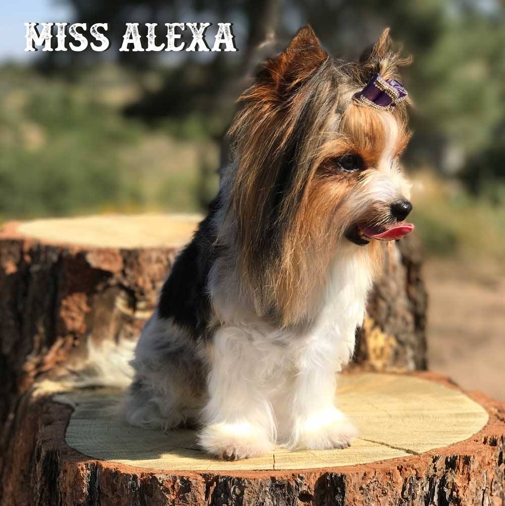 Miss Alexa Biewer Terrier Female for Sale