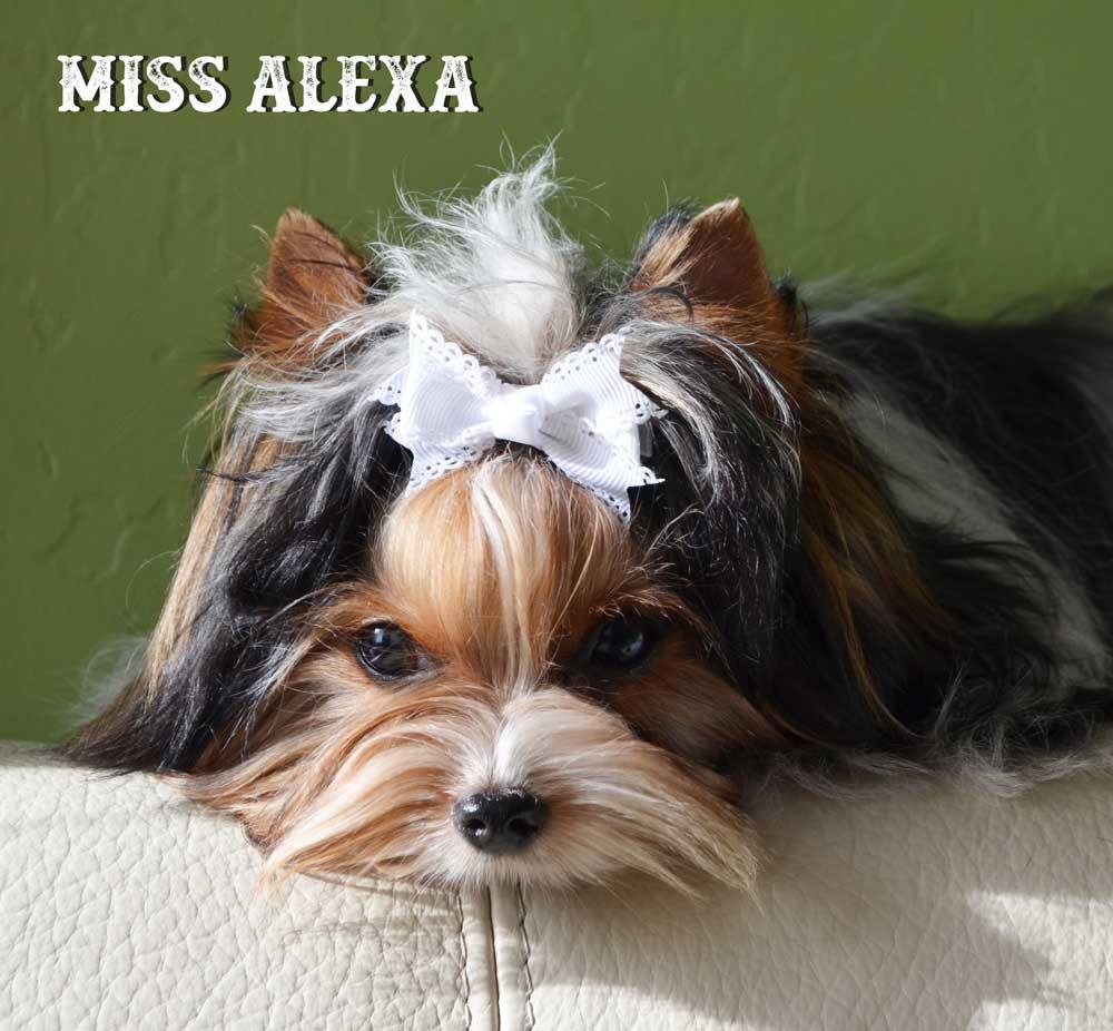 Miss Alexa Biewer Terrier Female for Sale