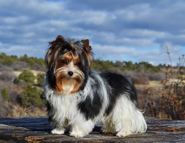 Miss Alexa Biewer Terrier Female for Sale