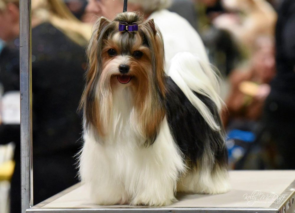 Rocky Mountain Biewer Terriers Dog Show