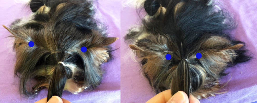 Biewer Terrier BTCA Top Knot Issue