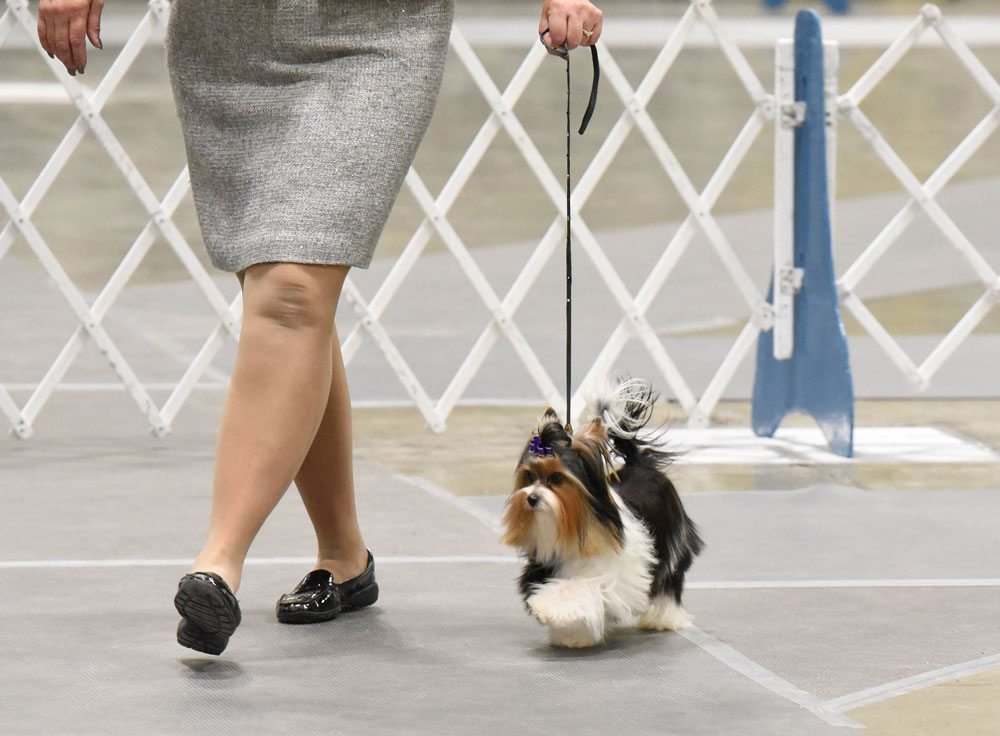 Rocky Mountain Biewer Terriers Dog Show
