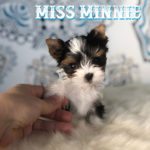 Miss Mini