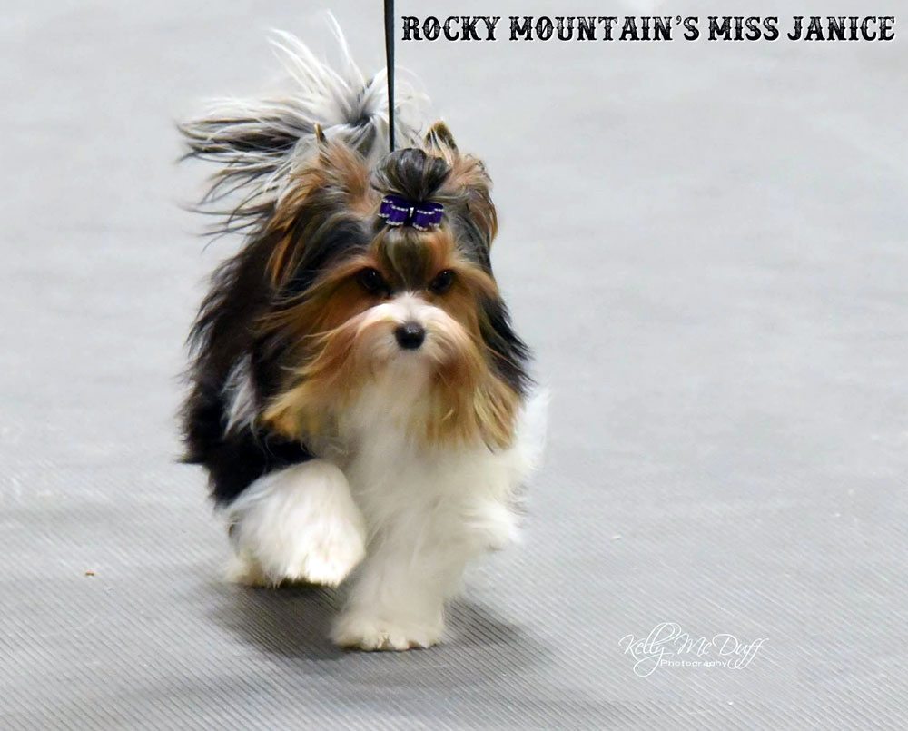 Rocky Mountain Biewer Terriers Dog Show