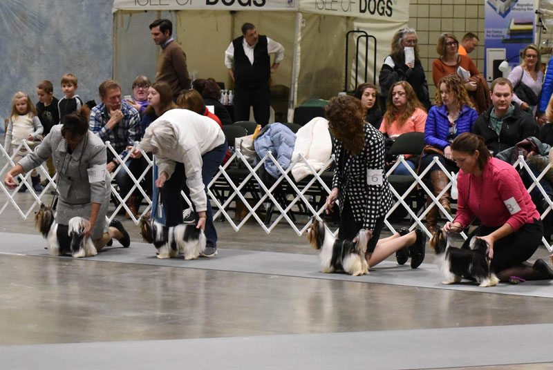 Rocky Mountain Biewer Terriers Dog Show