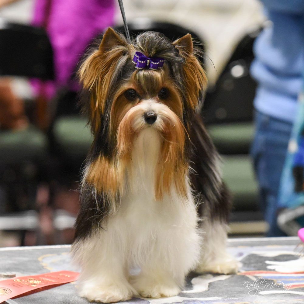 Rocky Mountain Biewer Terriers Dog Show