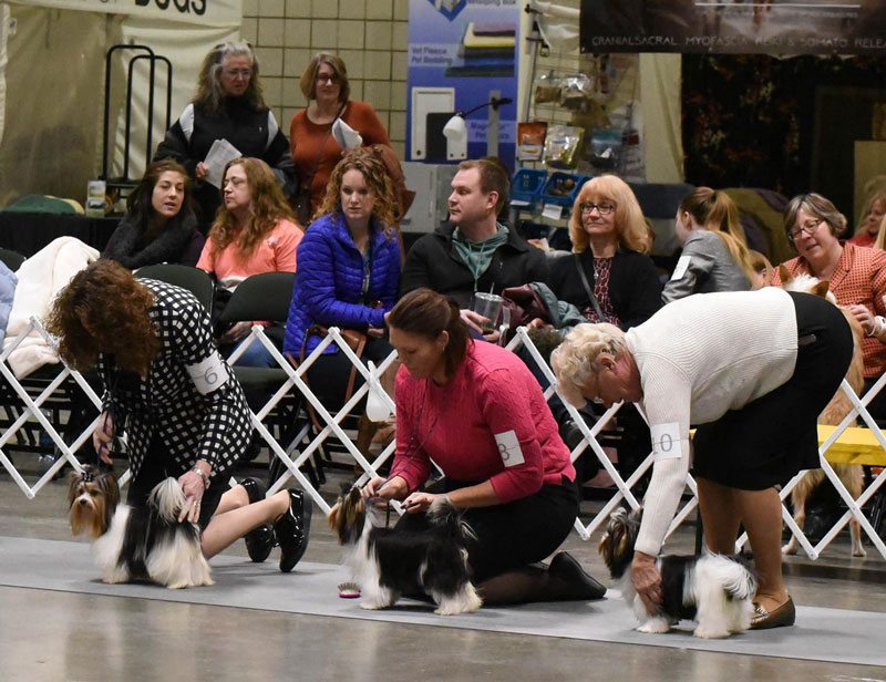 Rocky Mountain Biewer Terriers Dog Show