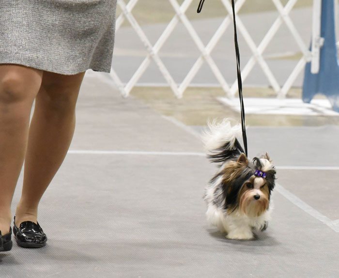 Rocky Mountain Biewer Terriers Dog Show
