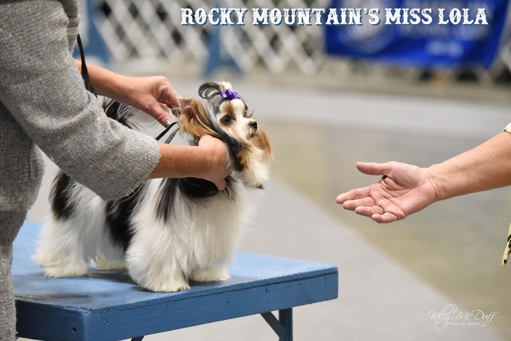 Rocky Mountain Biewer Terriers Dog Show