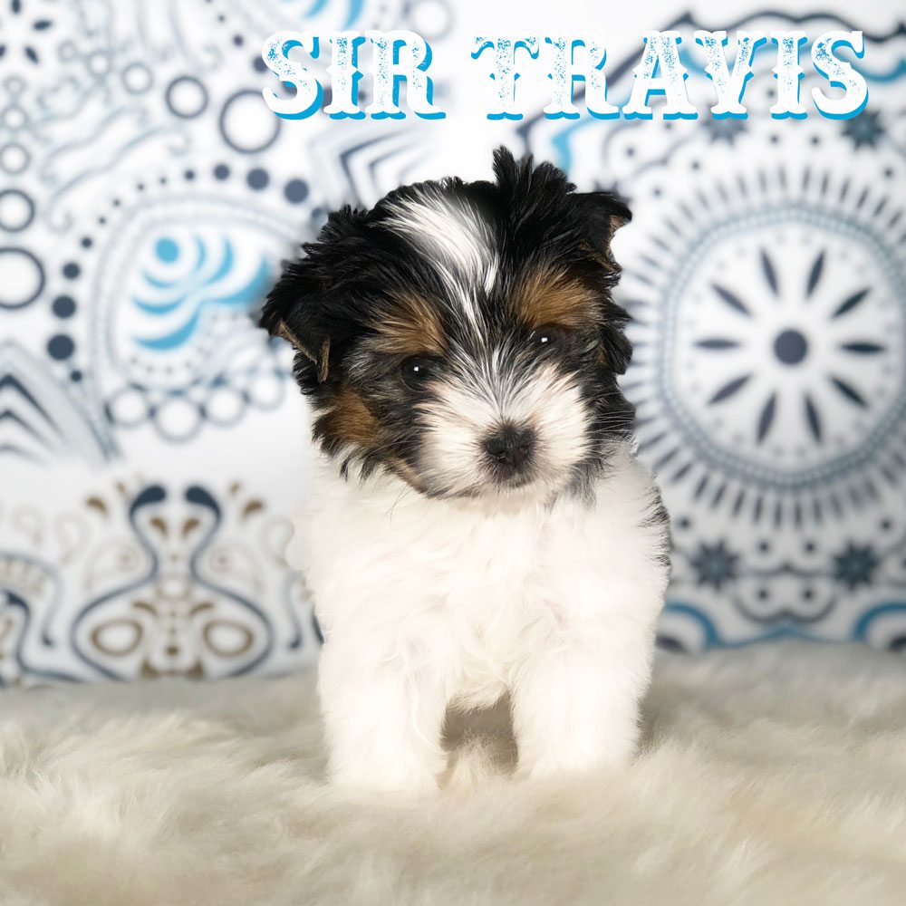 Sir Travis Biewer Terrier Boy