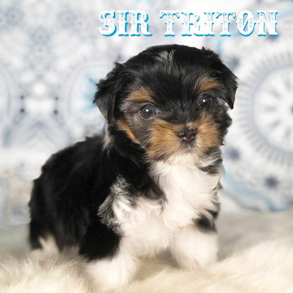Sir Triton Biewer Terrier Boy