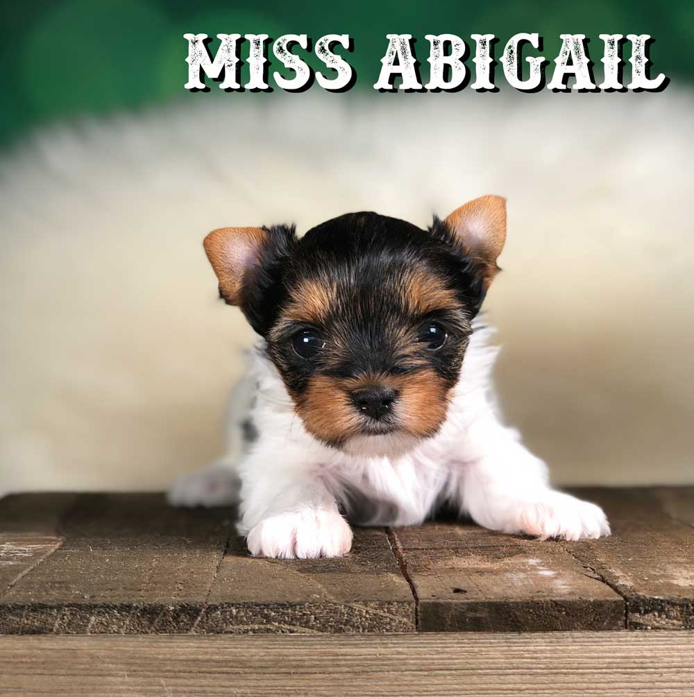 Rocky Mountain Biewer Terrier Puppy Girl Miss Abigail