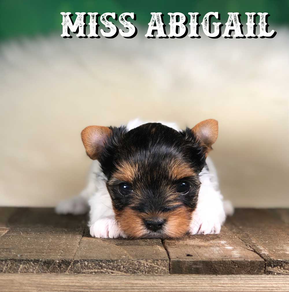 Rocky Mountain Biewer Terrier Puppy Girl Miss Abigail