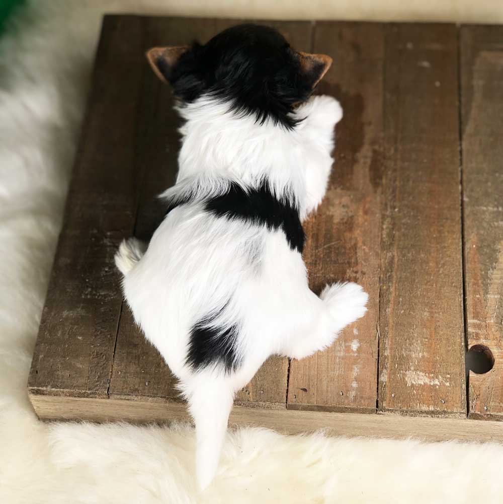 Rocky Mountain Biewer Terrier Puppy Girl Miss Abigail