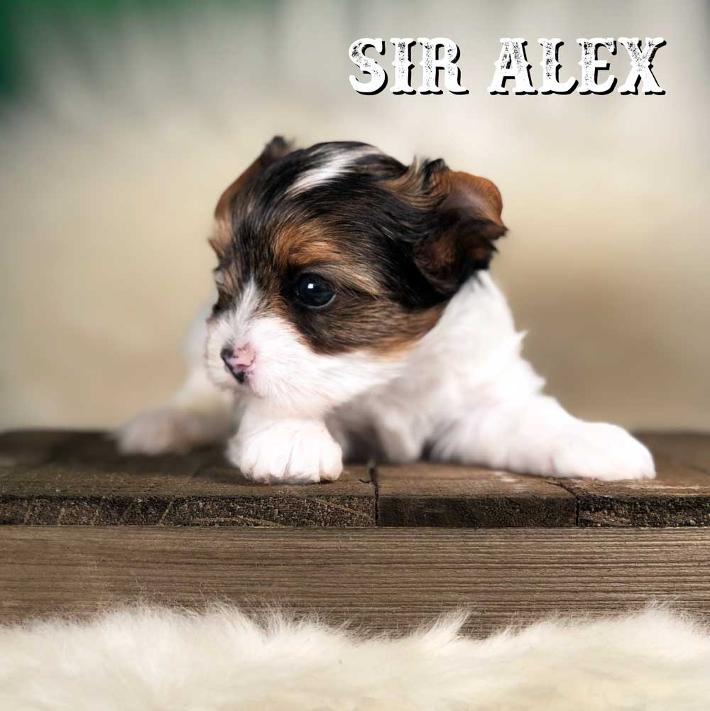 Rocky Mountain Biewer Terrier Puppy Boy Sir Alex