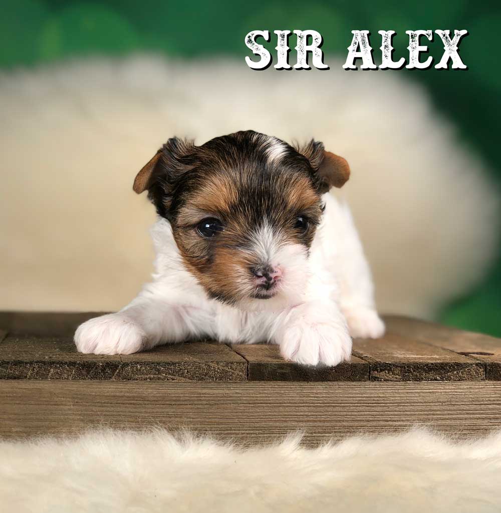 Rocky Mountain Biewer Terrier Puppy Boy Sir Alex