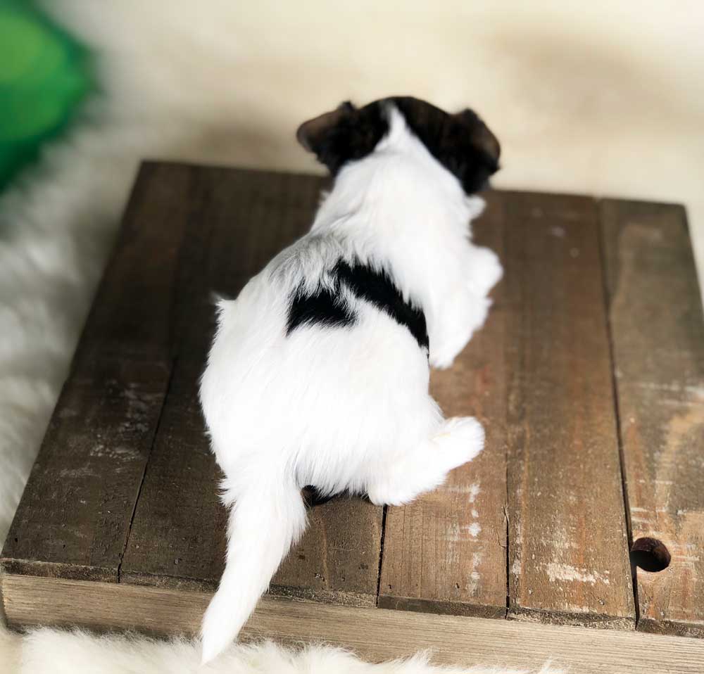 Rocky Mountain Biewer Terrier Puppy Boy Sir AlexRocky Mountain Biewer Terrier Puppy Boy Sir Alex