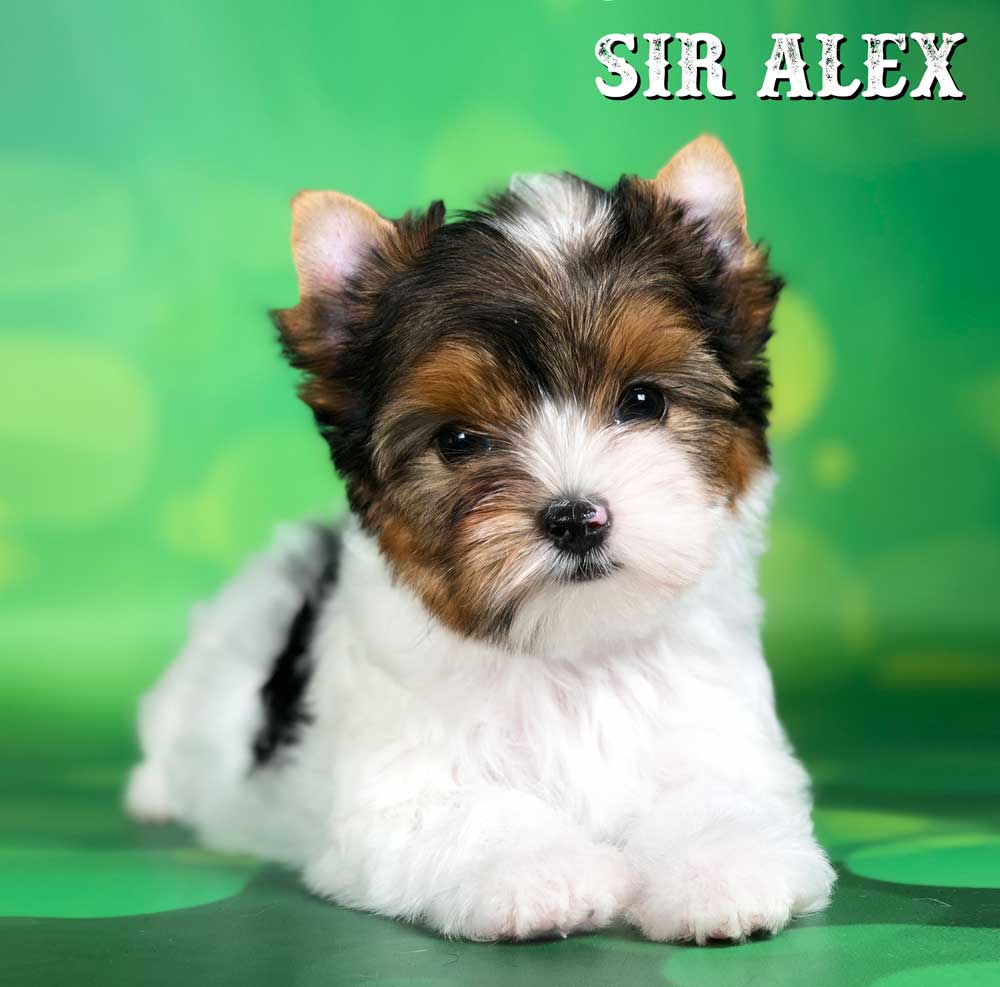 Rocky Mountain Biewer Terrier Puppy Boy Sir Alex