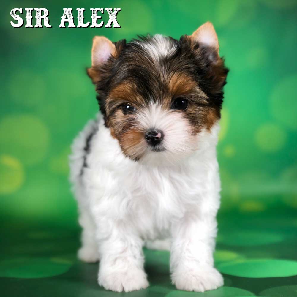 Rocky Mountain Biewer Terrier Puppy Boy Sir Alex