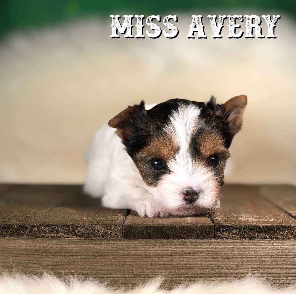 Rocky Mountain Biewer Terrier Puppy Girl Miss Avery