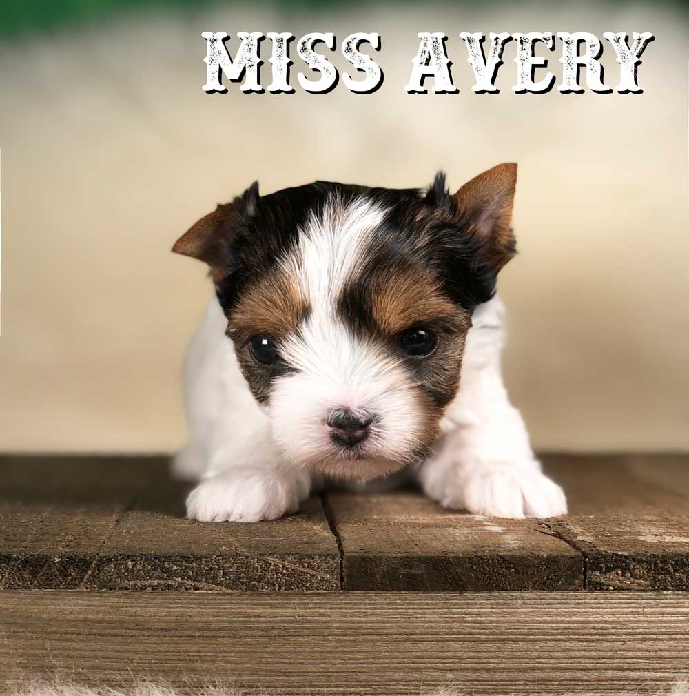 Rocky Mountain Biewer Terrier Puppy Girl Miss Avery