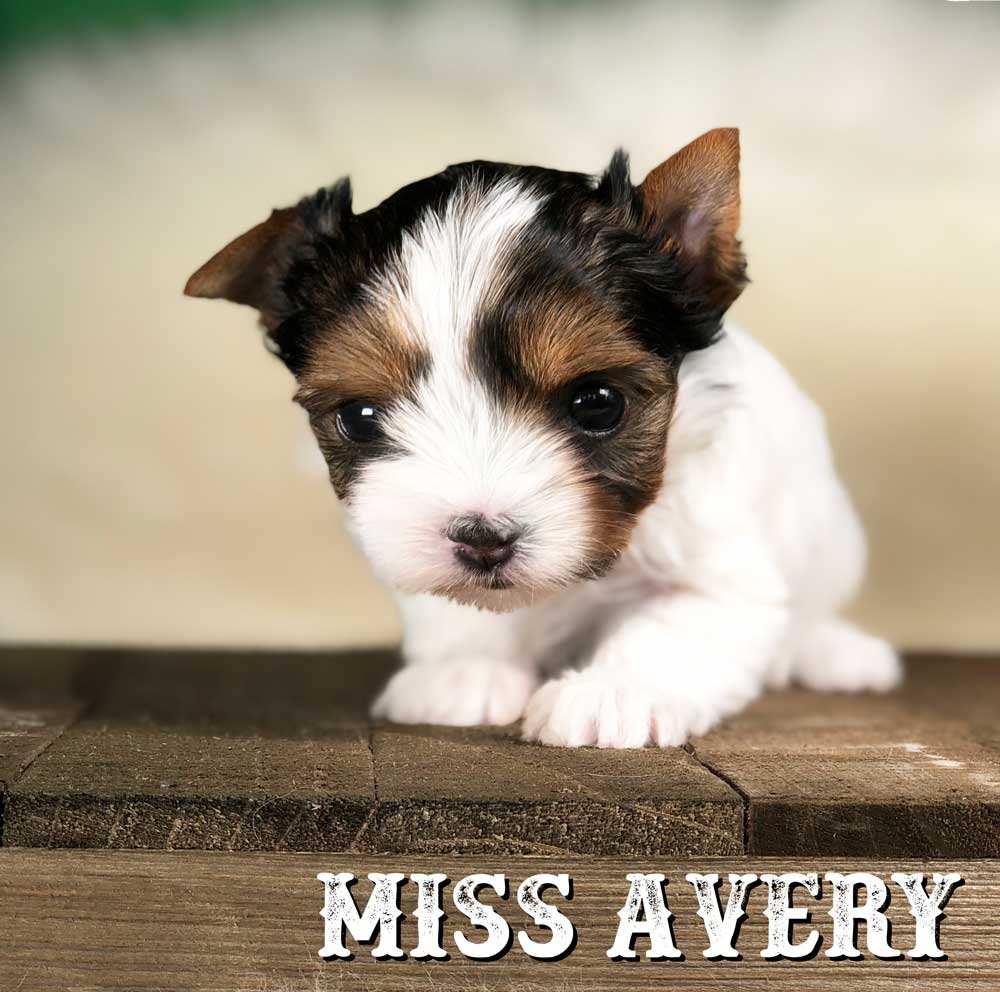 Rocky Mountain Biewer Terrier Puppy Girl Miss Avery