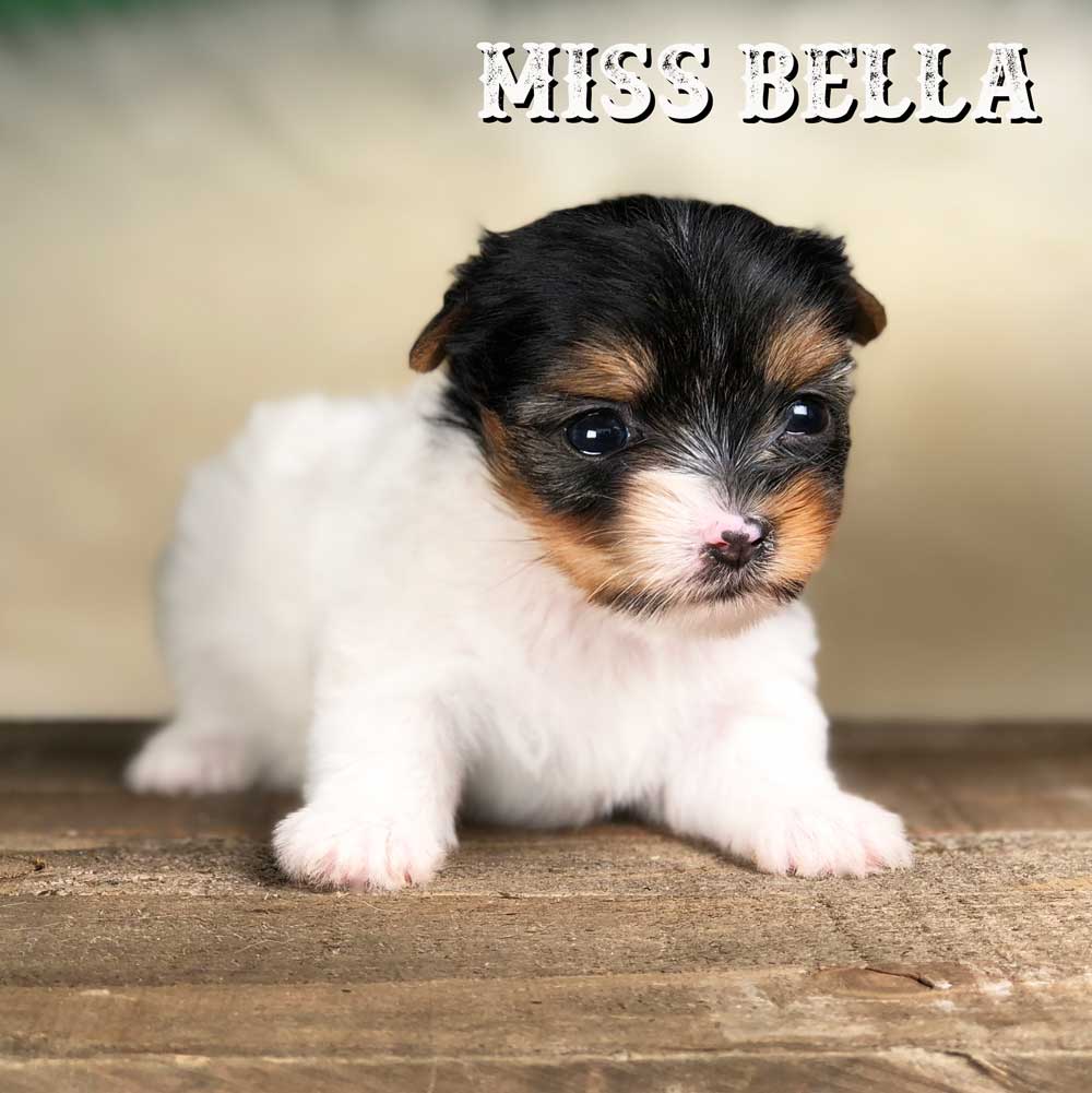 Rocky Mountain Biewer Terrier Puppy Girl Miss Bella