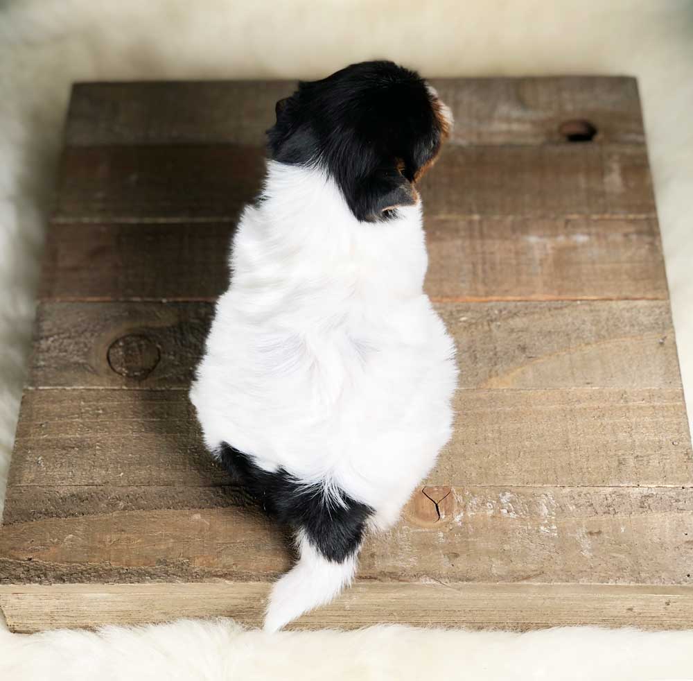 Rocky Mountain Biewer Terrier Puppy Girl Miss Bella