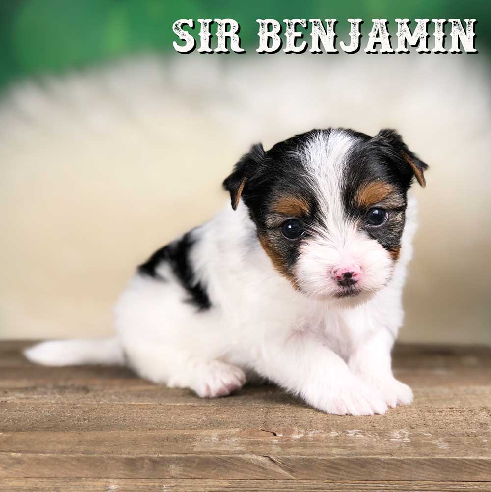 Rocky Mountain Biewer Terrier Puppy Boy Sir Benjamin