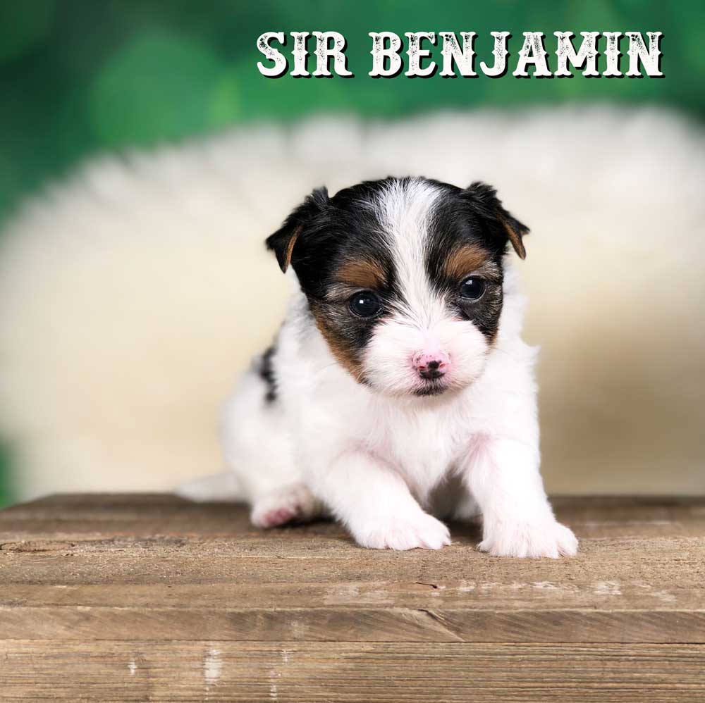 Rocky Mountain Biewer Terrier Puppy Boy Sir Benjamin